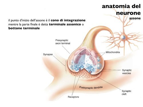 anatomia del neurone - CPRG