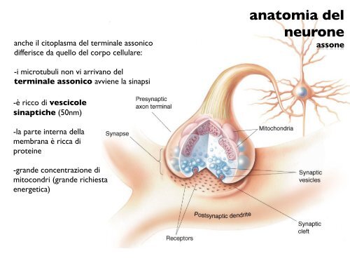 anatomia del neurone - CPRG
