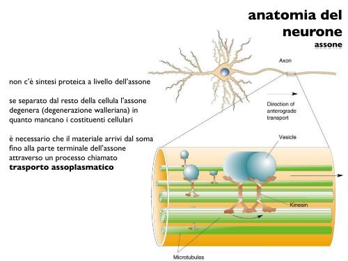 anatomia del neurone - CPRG