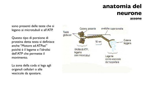 anatomia del neurone - CPRG