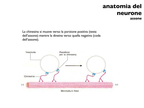 anatomia del neurone - CPRG