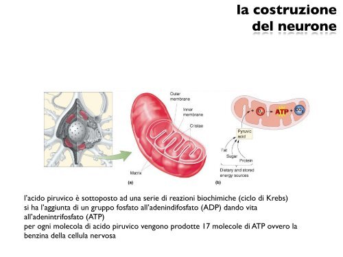 anatomia del neurone - CPRG