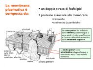 Il potenziale di membrana - CPRG