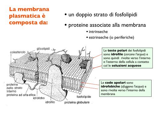 Il potenziale di membrana - CPRG