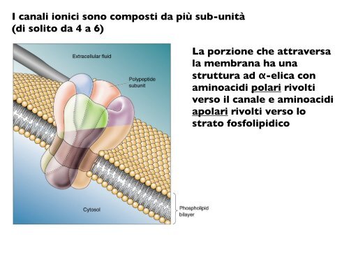 Il potenziale di membrana - CPRG