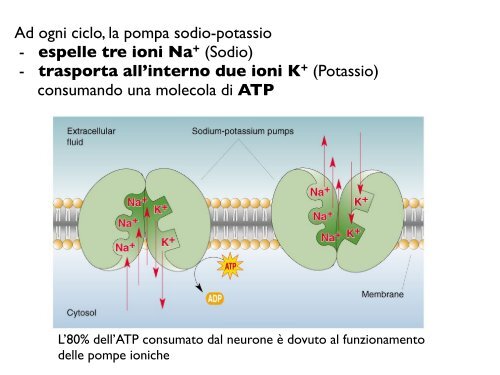 Il potenziale di membrana - CPRG