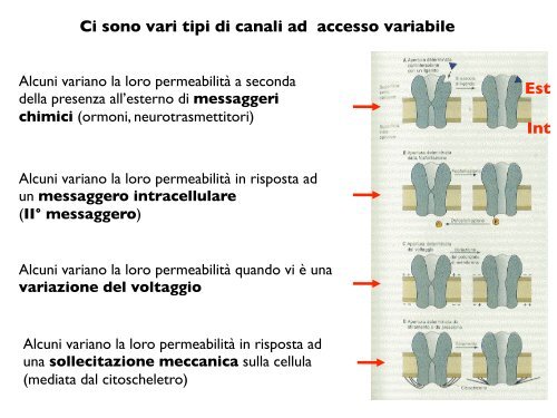 Il potenziale di membrana - CPRG