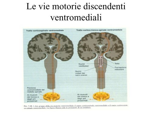 Sistema sensorimotorio 1 - CPRG