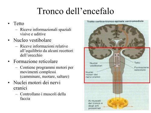 Sistema sensorimotorio 1 - CPRG