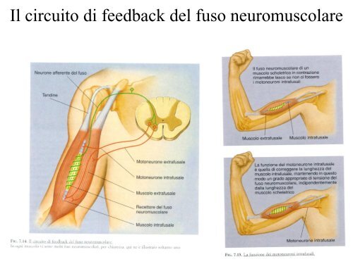 Sistema sensorimotorio 1 - CPRG