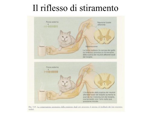 Sistema sensorimotorio 1 - CPRG