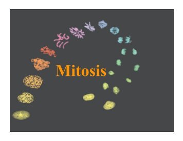 Mitosis keypoint.pdf