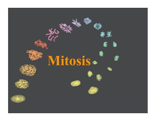 Mitosis keypoint.pdf