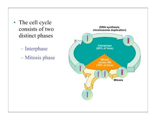 Mitosis keypoint.pdf