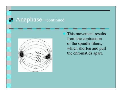 Mitosis keypoint.pdf