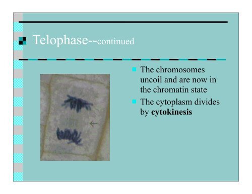 Mitosis keypoint.pdf