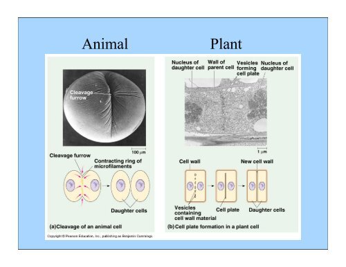 Mitosis keypoint.pdf