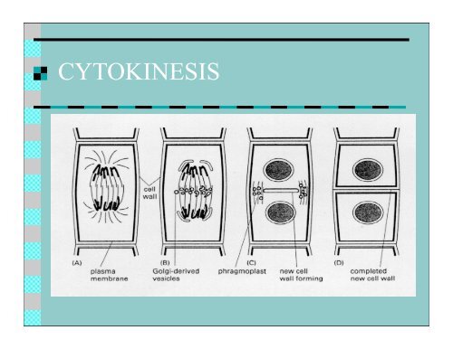 Mitosis keypoint.pdf