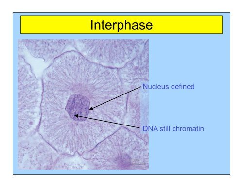 Mitosis keypoint.pdf