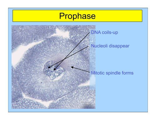 Mitosis keypoint.pdf