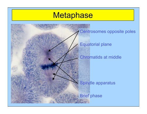 Mitosis keypoint.pdf