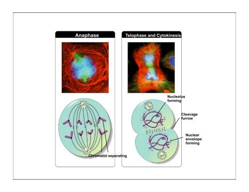 Mitosis keypoint.pdf