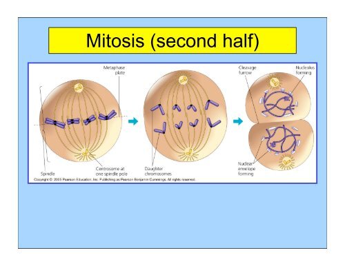 Mitosis keypoint.pdf