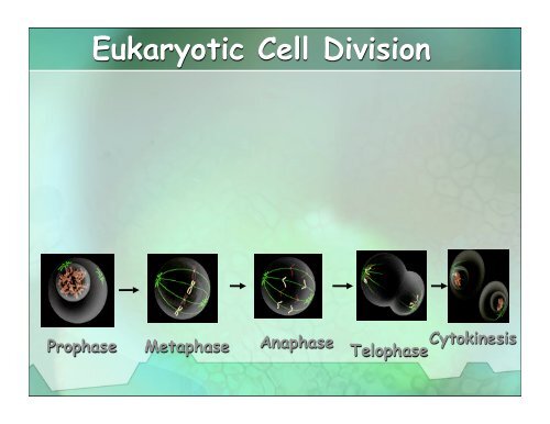 Mitosis keypoint.pdf