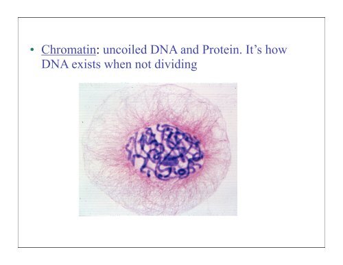 Mitosis keypoint.pdf