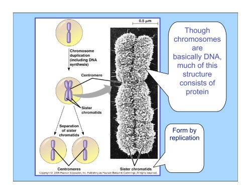 Mitosis keypoint.pdf