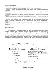 Formato PDF - FMV