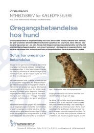 Ã˜regangsbetÃ¦ndelse hos hund - DyrlÃ¦ge Boysen