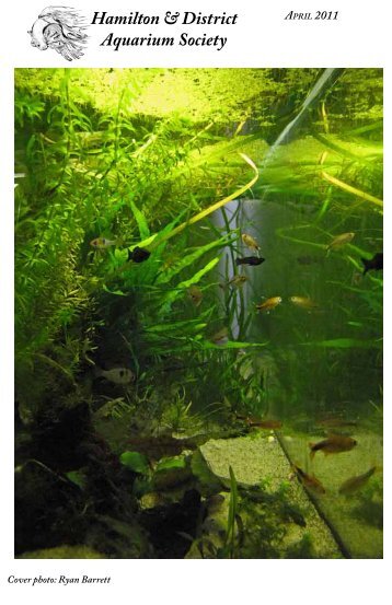 April 2011 (PDF) - Hamilton & District Aquarium Society