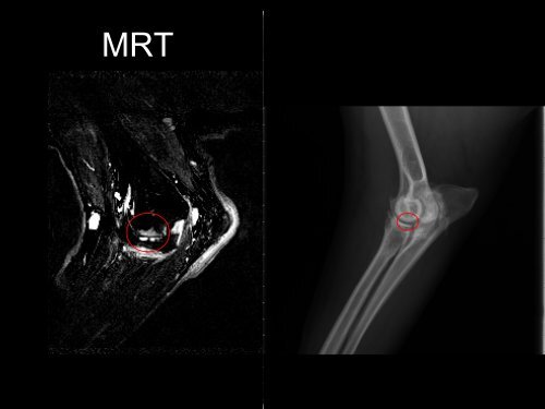 Medial Compartment Disease - Tierklinik Hofheim