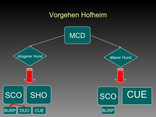 Medial Compartment Disease - Tierklinik Hofheim