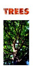 Mature tree guide - Sacramento Tree Foundation