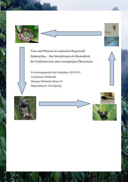 Tiere und Pflanzen im tropischen Regenwald Südamerikas – ihre ...