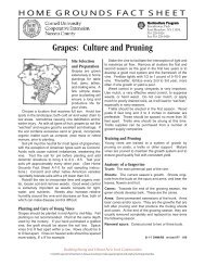 Grapes: Culture and Pruning - Cornell Cooperative Extension of ...