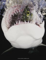 The Shark's Electric Sense - Scientific American Digital