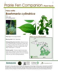 False nettle - Native Plants - Michigan State University