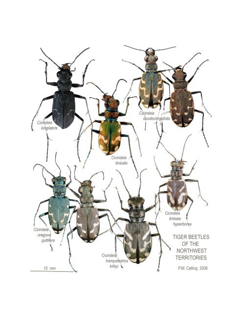 Atlas and Key to Tiger Beetles of the Northwest Territories