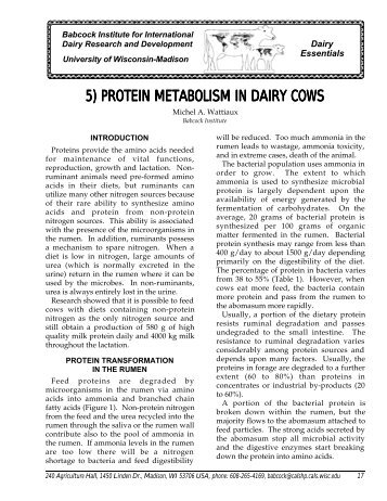 5) protein metabolism in dairy cows - Babcock Institute - University of ...