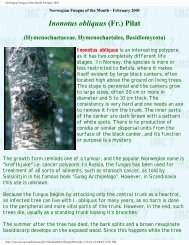 Norwegian Chaga.pdf - The Mushroom Hunter