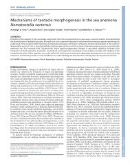 Mechanisms of tentacle morphogenesis in the sea anemone ...