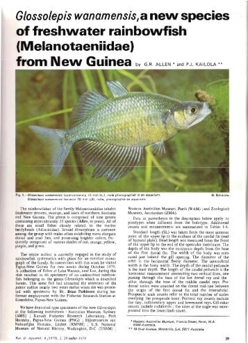 Glossolepis wanamensis,a new species - regenbogenfische.com