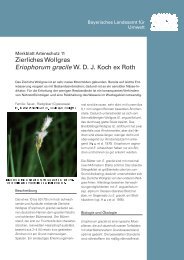 Zierliches Wollgras W. D. J. Koch ex Roth Eriophorum gracile