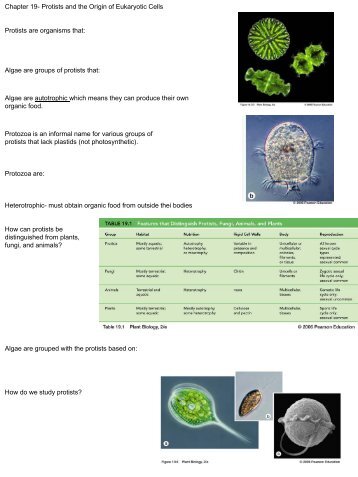 Protists and the Origin of Eukaryotic Cells Algae are groups of ...