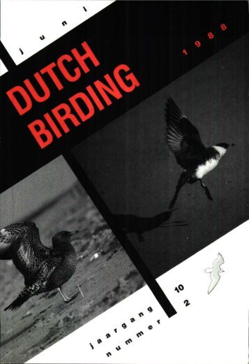 Dutch Birding