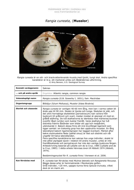 Rangia cuneata, (Musslor) - FrÃ¤mmande arter i svenska hav