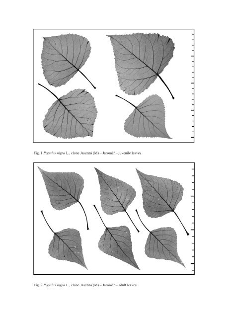 Fig 1 Populus Nigra L Clone Jasenna M A Jaroma A A